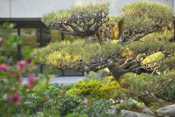 DTLA: James Irvine Japanese Garden